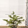 Abies normanniana 5lt