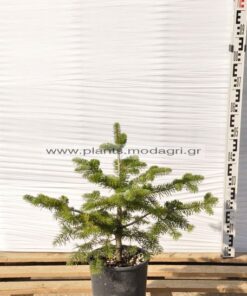 Abies normanniana 5lt