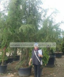 CEDRUS/DEODARA/MODAGRI/PLANTS