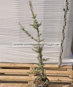 cedrus atlantica glauca 5lt