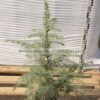 cedrus deodara 3lt