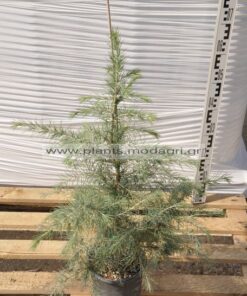 cedrus deodara 3lt