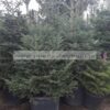 ABIES/CEPHALONICA/MODAGRI/PLANTS