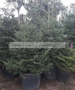 ABIES/CEPHALONICA/MODAGRI/PLANTS