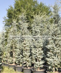 Cedrus atlantica glauca 2,5-3-3,5-4m 50-70lt