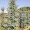 Cedrus atlantica glauca 3-4m rootball - Modagri Plants