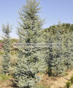 Cedrus atlantica glauca 3-4m rootball - Modagri Plants