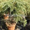 Cedrus deodara feelling blu 120cm 25lt- Modagri Plants