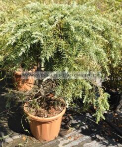 Cedrus deodara feelling blu 120cm 25lt- Modagri Plants