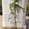 Cedrus deodara pendula 9lt