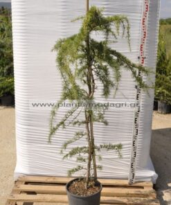 Cedrus deodara pendula 9lt