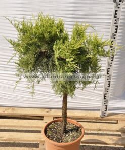 Juniperus