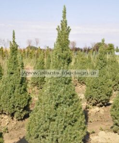 Picea glauca conica 80-100-120cm rootball - Modagri Plants