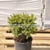 Picea nidiformis 3lt - Modagri Plants