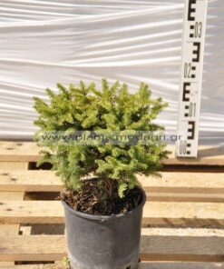 Picea nidiformis 3lt - Modagri Plants