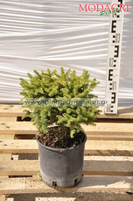 Picea nidiformis 3lt - Modagri Plants