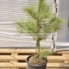 Pinus griffiti escelsa 4lt - Modagri Plants