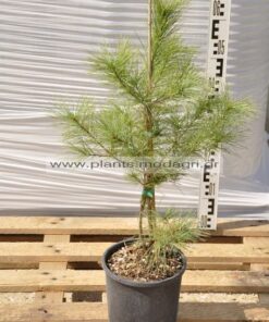 Pinus griffiti escelsa 4lt - Modagri Plants