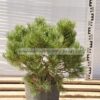 Pinus mugo 9lt - Modagri Plants