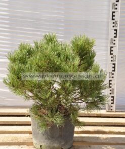 Pinus mugo 9lt - Modagri Plants