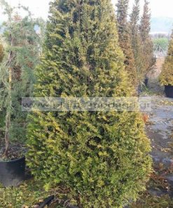TAXUS/BACCATA/MODAGRI/PLANTS