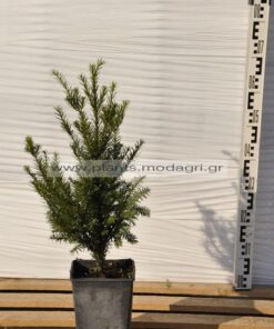 Φυτώριο Modagri Plants - Μόδι Θεσσαλονίκη