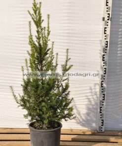 Taxus baccata 5lt