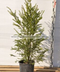 Taxus baccata 9lt