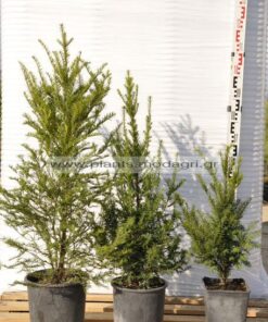 Taxus baccata