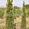 Taxus fastigiata aurea 80-100-120cm rootball - Modagri Plants