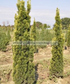 Taxus fastigiata aurea 80-100-120cm rootball - Modagri Plants