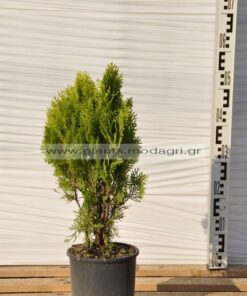 Thuja aurea nana 3lt