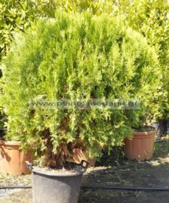 Thuja aurea nana compacta 35lt - Modagri Plants