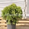 Thuja danica 3lt - Modagri Plants