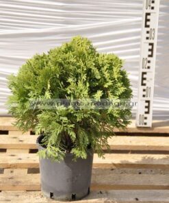 Thuja danica 3lt - Modagri Plants