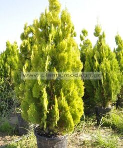 Thuja pyramidalis aurea - Modagri Plants