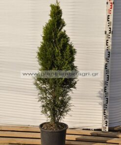 Φυτώριο Modagri Plants - Μόδι Θεσσαλονίκη