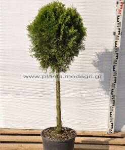 Φυτώριο Modagri Plants - Μόδι Θεσσαλονίκη
