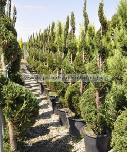 cupress leylandii spiral 1,75-2m - Modagri Plants