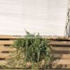 Φυτώριο Modagri Plants - Μόδι Θεσσαλονίκη