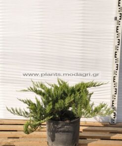 Φυτώριο Modagri Plants - Μόδι Θεσσαλονίκη