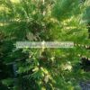 LEYLANDII/VARIEGATA/MODAGRI/PLANTS