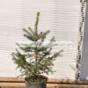 PICEA/PUNGENS/GLAUCA/MODAGRI/PLANTS