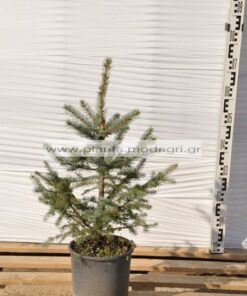 PICEA/PUNGENS/GLAUCA/MODAGRI/PLANTS