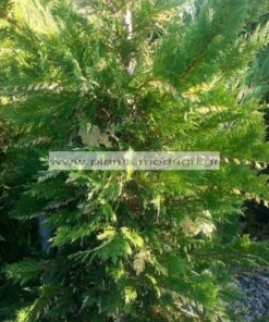 LEYLANDII/VARIEGATA/MODAGRI/PLANTS