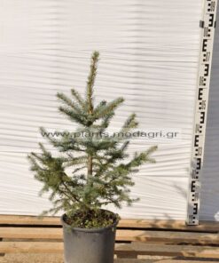 Picea