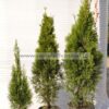 Φυτώριο Modagri Plants - Μόδι Θεσσαλονίκη