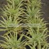 Aloe vera 3lt - Modagri Plants