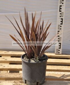 Cordyline