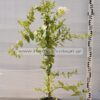 Lonicera japonica 3lt - Modagri Plants